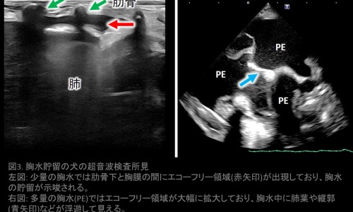 孩子心肌炎危害大不大-孩子心肌炎能吃什么药效果好网 - 为你提供儿童心肌炎最忌三个东西、儿童心肌炎最忌三个东西